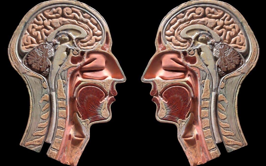 Hemisphericity: Exploring the Left and Right Brain